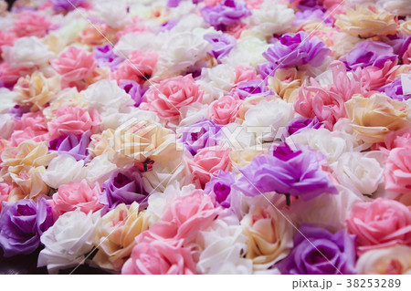 Roses wall background Roses wall background 38253289