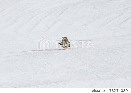 Winter landscape, a tree stand alone on snow field 38254089