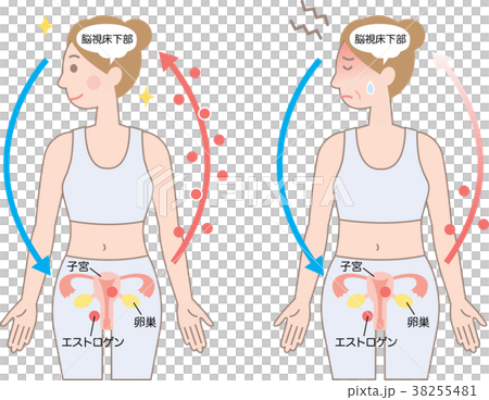 更年期障害 エストロゲン 更年期障害 エストロゲン 38255481