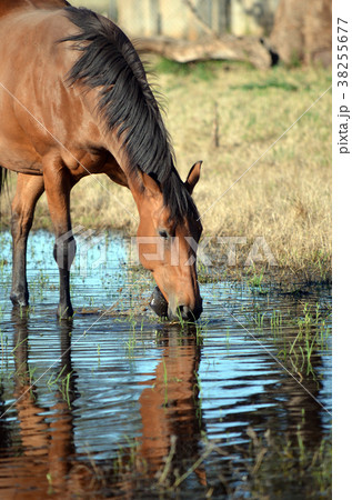 Horse drinking and pawing water 38255677