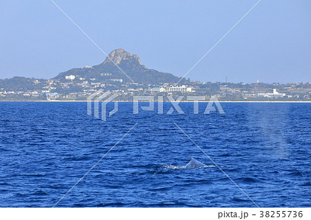 伊江島沖のザトウクジラ 38255736