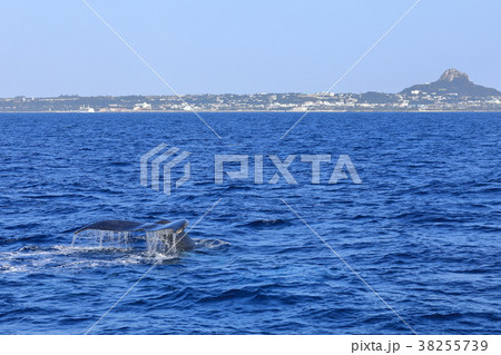 伊江島沖のザトウクジラ 38255739