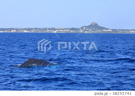伊江島沖のザトウクジラ 伊江島沖のザトウクジラ 38255741