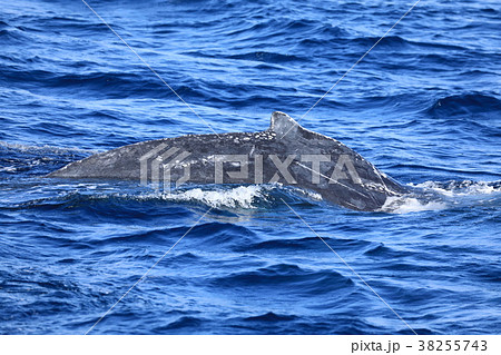 伊江島沖のザトウクジラ 伊江島沖のザトウクジラ 38255743