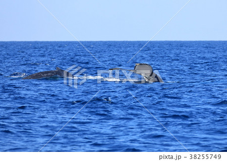 伊江島沖のザトウクジラ 38255749