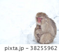 Mother Japanese snow monkey cuddling her baby. 38255962