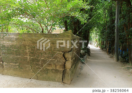 フクギの里 フクギの里 38256064