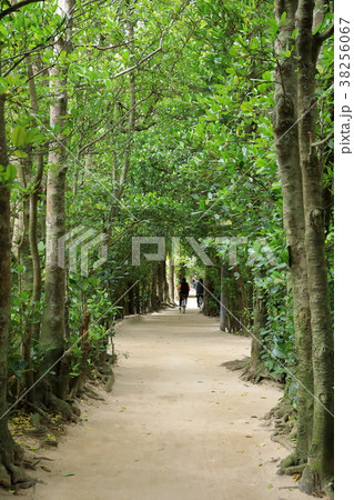 フクギの里 フクギの里 38256067