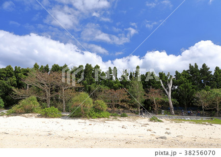 フクギの里を海岸から見る 38256070