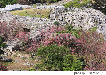 今帰仁城址の寒緋桜 38256453