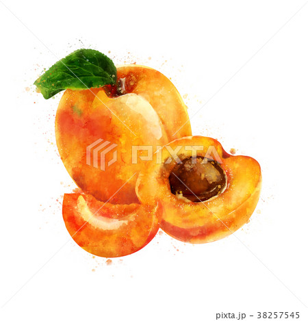 Apricot on white background. Watercolor 38257545
