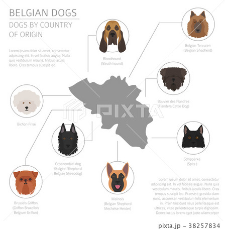 Dogs by country of origin. Belgium dog breeds 38257834