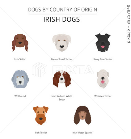 Dogs by country of origin. Irish dog breeds 38257840