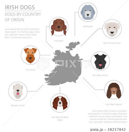 Dogs by country of origin. Irish dog breeds 38257842