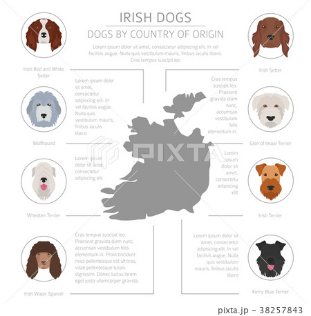 Dogs by country of origin. Irish dog breeds 38257843