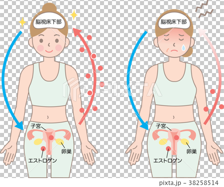 更年期 エストロゲン 更年期 エストロゲン 38258514