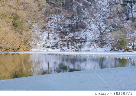 オシドリの越冬地 38259775