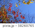 神宮外苑/国会議事堂-銀杏-紅葉９ 38260765