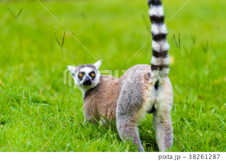 Portrait of Ring-tailed Lemur 38261287
