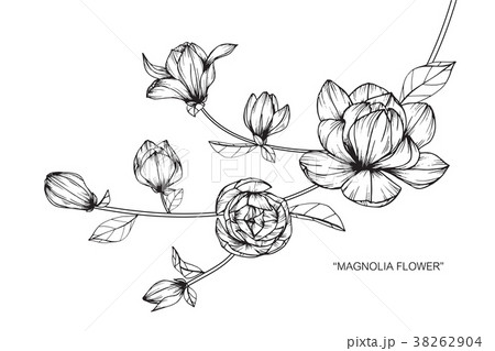 Magnolia flower drawing illustration.  38262904