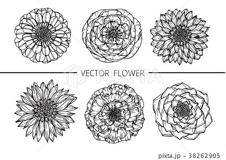 Flower drawing illustration.  38262905