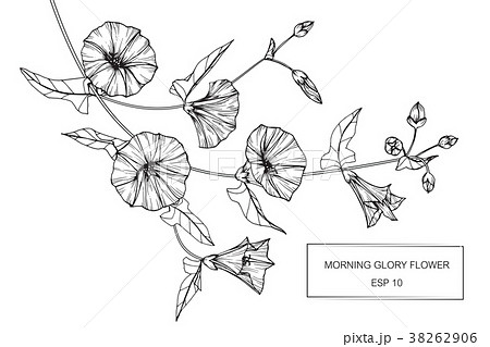 Morning glory flower drawing illustration.  38262906
