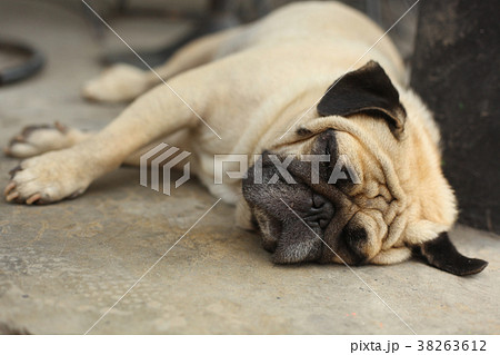 pug dog close up muzzle photo resting on siesta pug dog close up muzzle photo resting on siesta 38263612