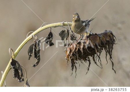 Common chaffinch (Fringilla coelebs) 38263755