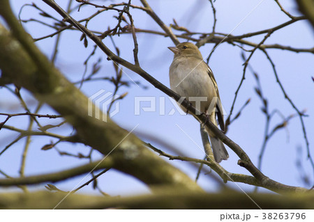 Common chaffinch (Fringilla coelebs) 38263796