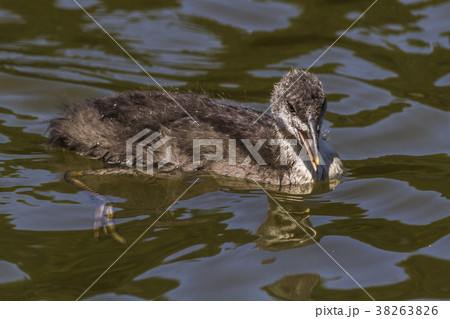 Eurasian coot (Fulica atra) 38263826