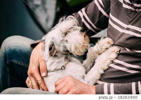 Small Miniature Schnauzer Dog Zwergschnauzer Small Miniature Schnauzer Dog Zwergschnauzer 38263900