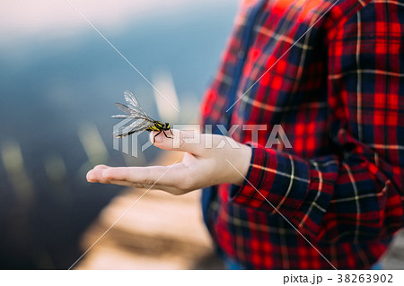 Dragonfly Sits On Finger Of Boy. Taking Care Of Dragonfly Sits On Finger Of Boy. Taking Care Of 38263902