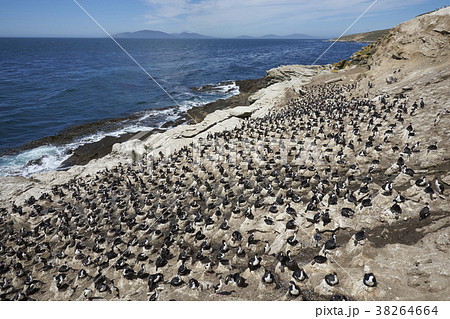 Colony of Imperial Shag on the Falkland Islands Colony of Imperial Shag on the Falkland Islands 38264664
