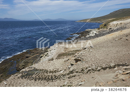Colony of Imperial Shag on the Falkland Islands Colony of Imperial Shag on the Falkland Islands 38264676