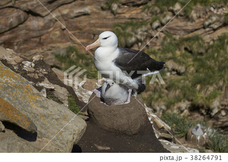 Black-browed Albatross with chick 38264791