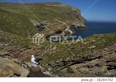 Black-browed Albatross with chick 38264792