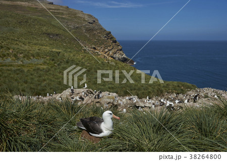 Black-browed Albatross with chick Black-browed Albatross with chick 38264800