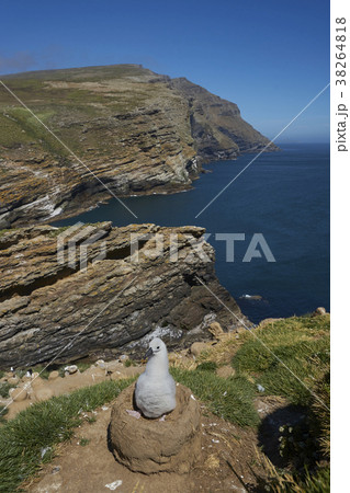 Chick of a Black-browed Albatross Chick of a Black-browed Albatross 38264818
