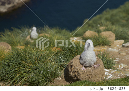 Chick of a Black-browed Albatross 38264823
