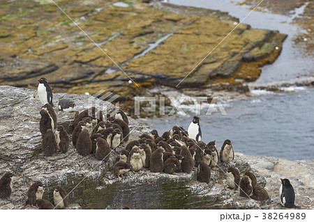 Rockhopper Penguin chicks in a creche Rockhopper Penguin chicks in a creche 38264989