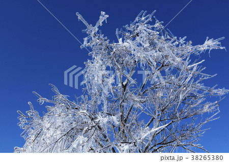 雨氷の木 雨氷の木 38265380