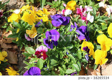 パンジーの花 パンジーの花 38265534