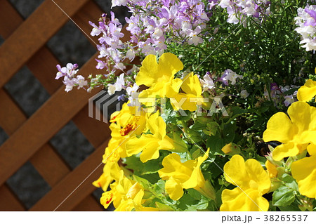 パンジーの花 パンジーの花 38265537