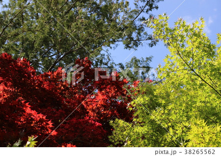 緑と赤いモミジ 38265562
