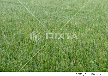 ビーグ（イ草）畑 38265787