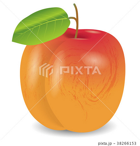 アプリコットのイラスト 杏の実 手描き風イラスト のイラスト素材