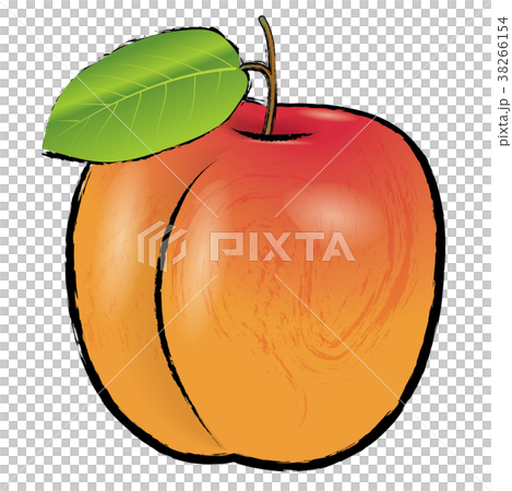 アプリコットのイラスト 線アリ 杏の実 手描き風イラスト のイラスト素材