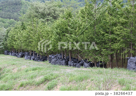 除染作業 38266437