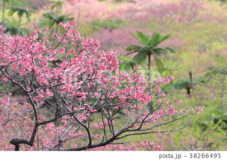 八重岳の寒緋桜 38266495