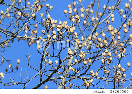 自然　植物　ユリノキ、はじけて白い花のようになった実が冬の青空に映えます 38266566